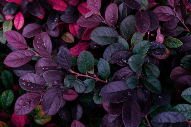 istock Beautiful colorful leaf background. Tropical leaves concept 1645440342