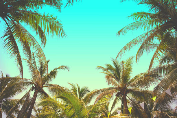 istock Tropical palm leaves over sky background vintage toned. 1645440452