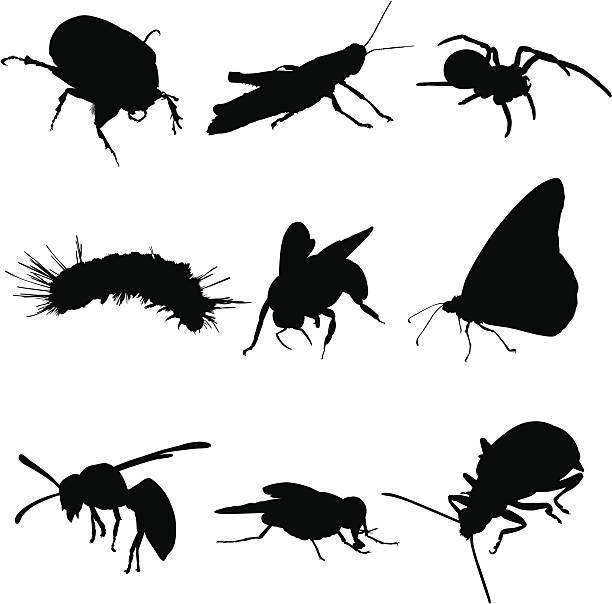 насекомых ошибки и паучками - grasshopper stock illustrations