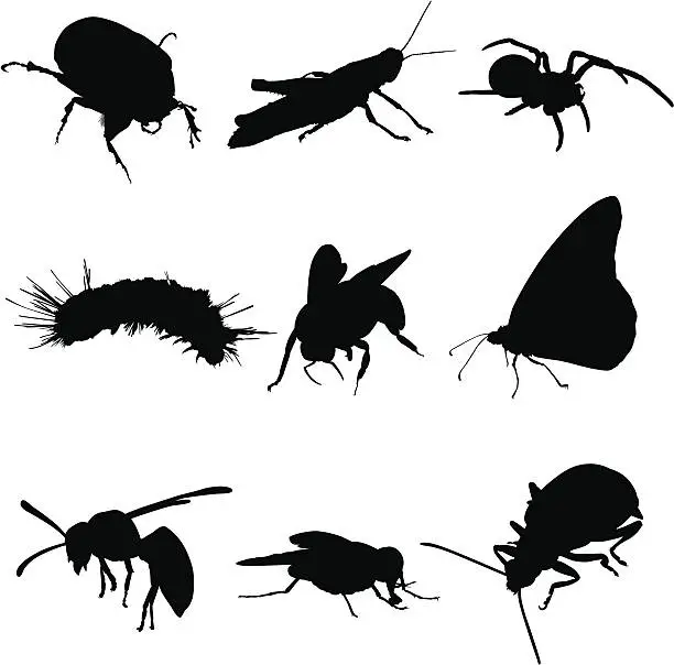 Vector illustration of Insects Bugs and Spiders
