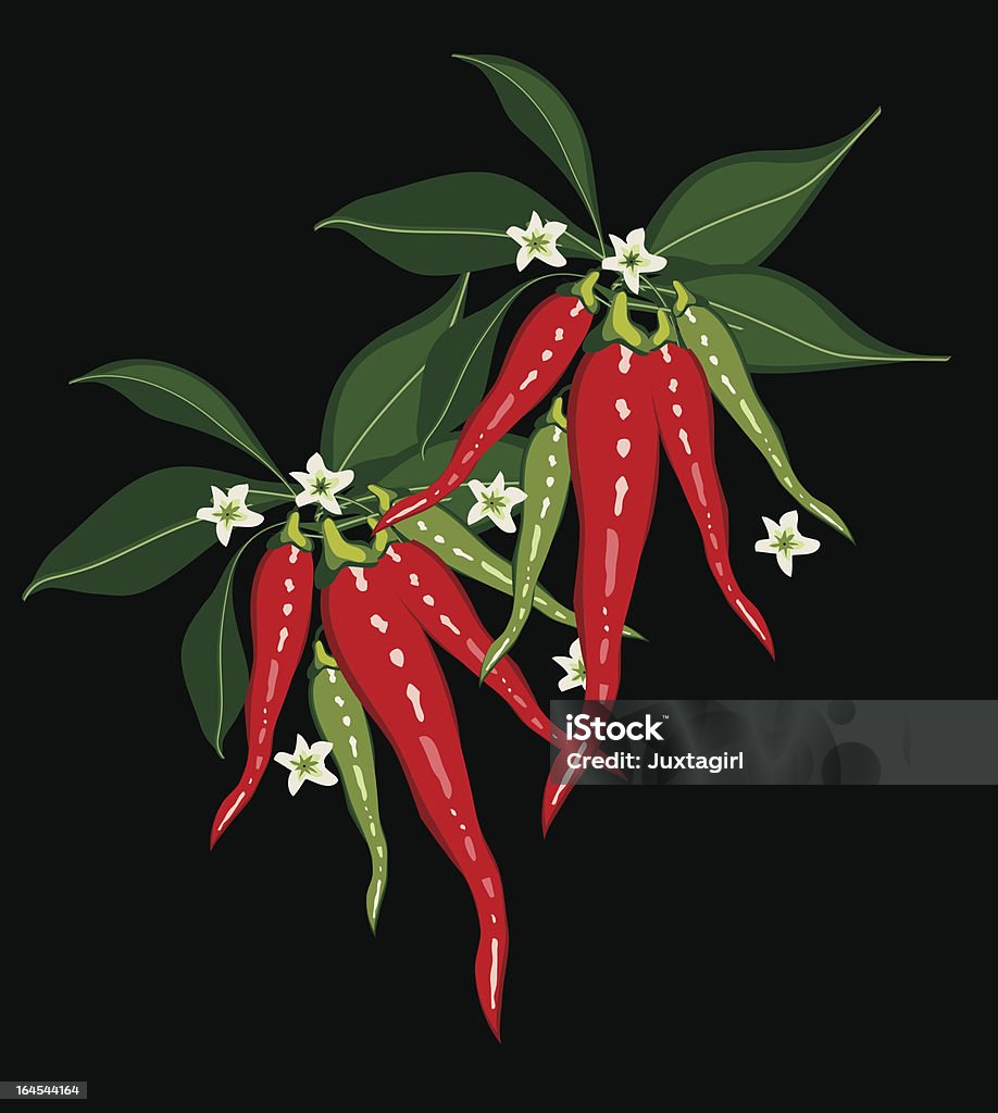 Chili peppers na czarnym - Grafika wektorowa royalty-free (Papryka chili)