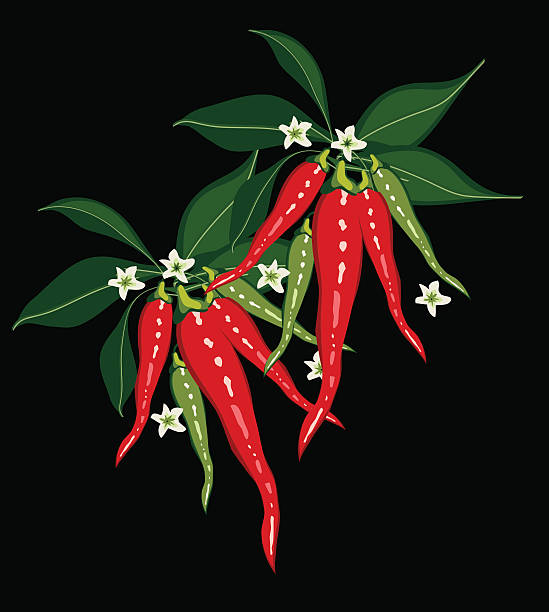 Chili peppers on black vector art illustration