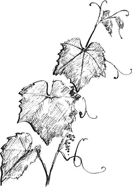 Vector illustration of Hand drawn image of a grape branch with leaves