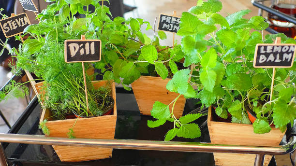 istock Hydroponic Tea, Pollen Restaurant in Singapore. 1645446245
