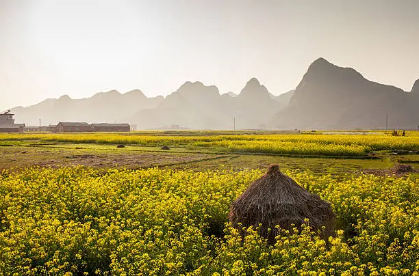 Field of rape flowers,spring pastoral scene ,China