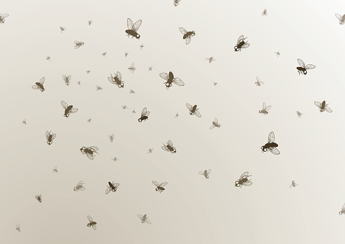 horde of flies