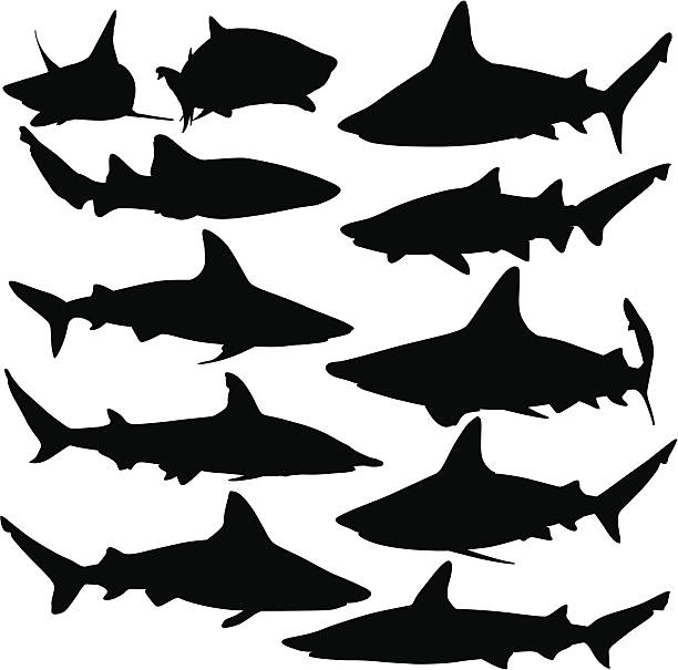 Free Stock Photo of shark Silhouette | Download Free Images and Free ...