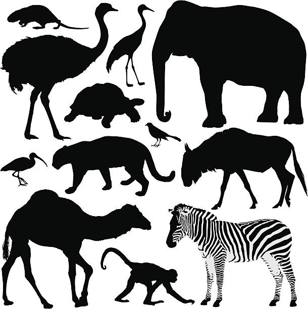 tierischen silhouetten - ostrich ape animal monkey stock-grafiken, -clipart, -cartoons und -symbole