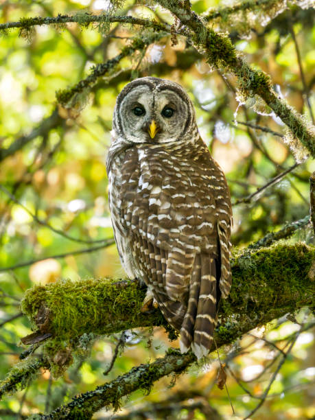 istock Barred Owl Perched in Forest Western Oregon Wild Bird 1645455790