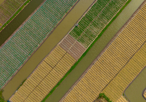Abstract aerial photo of colorful vegetable and rice fields in Go Cong, Tien Giang province