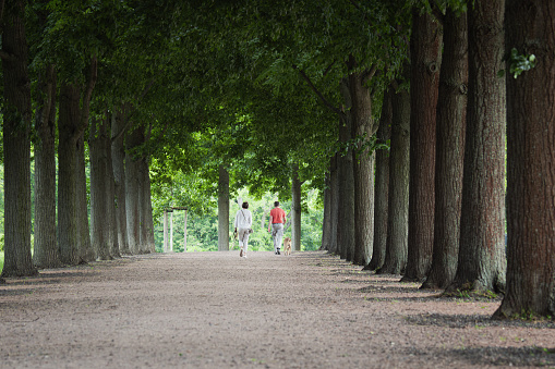 couple or friends walking their dog along an alley of trees in the park at daytime in the summer, rear view