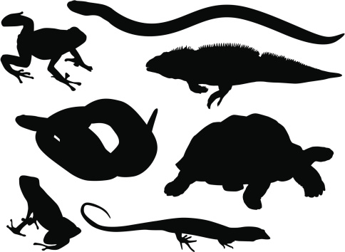 A collection of highly-detailed reptiles and amphibians.