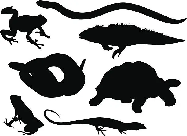 Vector illustration of Reptiles and Amphibians