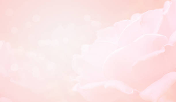 Free picture: Glossy pastel pink rose with abstract pinkish background