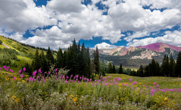 Colorado Flora stock photo