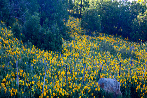 Colorado Flora stock photo