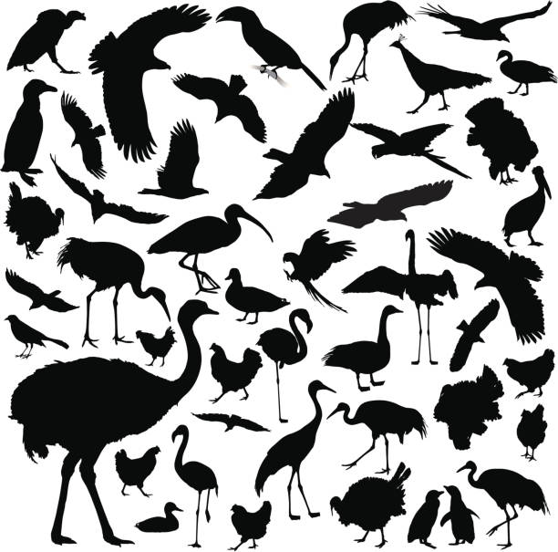 Bird Silhouettes A collection of highly-detailed bird silhouettes. eurasian crane stock illustrations