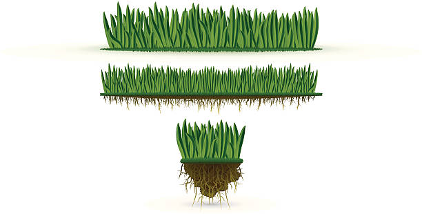 Grass (high detail) vector art illustration