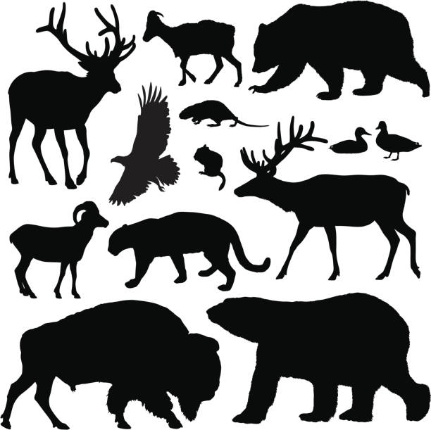 North American Animals Highly-detailed North American animal silhouettes. wildlife stock illustrations