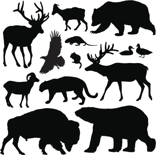 Vector illustration of North American Animals