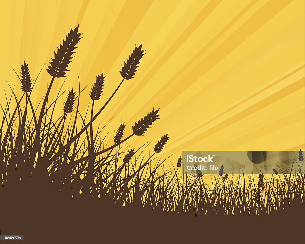 Złoty pszenicy - Grafika wektorowa royalty-free (Pszenica)