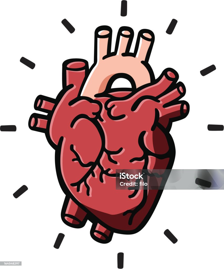 Human Heart Illustration of a human heart. Anatomy stock vector