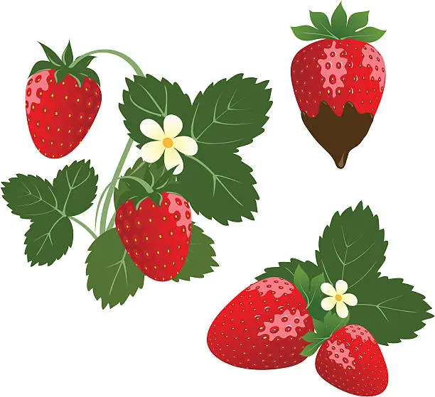 Vector illustration of Srawberry