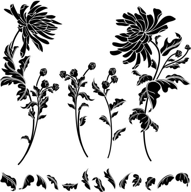 ilustraciones, imágenes clip art, dibujos animados e iconos de stock de crisantemo elementos - silhouette beautiful flower head close up