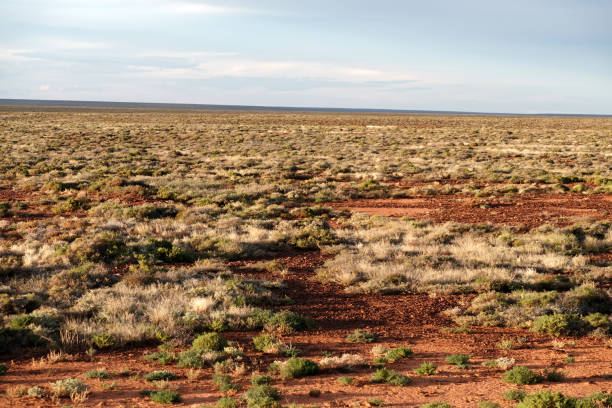 Trees on the red ground