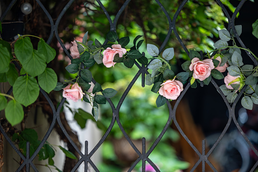 Stockholm, Sweden A rose bush growing on a wrought iron gate in the Ostermalm residential district known as Larkstaden.