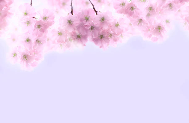 very soft light image. branches of blossoming sakura on a pink background. copy space for text or product presentation