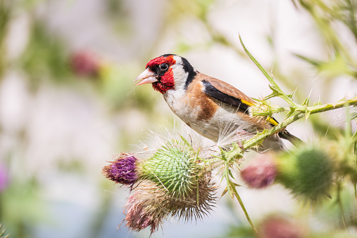 European goldfinch, feeding on the seeds of thistles. European goldfinch or simply goldfinch, latin name Carduelis carduelis, Perched on a Branch of thistle