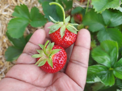 Ripe Strawberries