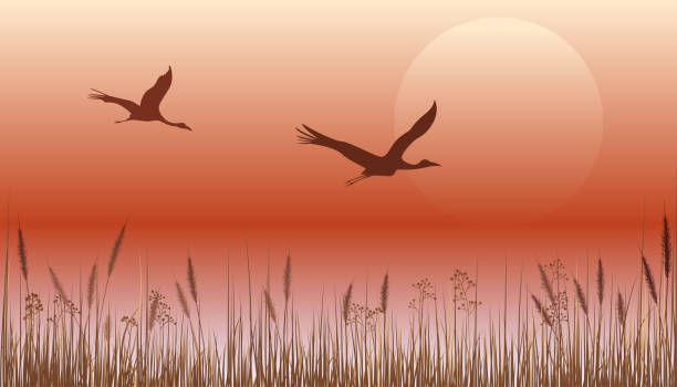 ilustrações, clipart, desenhos animados e ícones de crane voando sobre o pôr-do-sol - sandhill crane