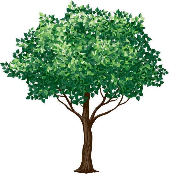 Drawing of a foliage tree on white background Tree in florescence isolated on white. tree clipart stock illustrations