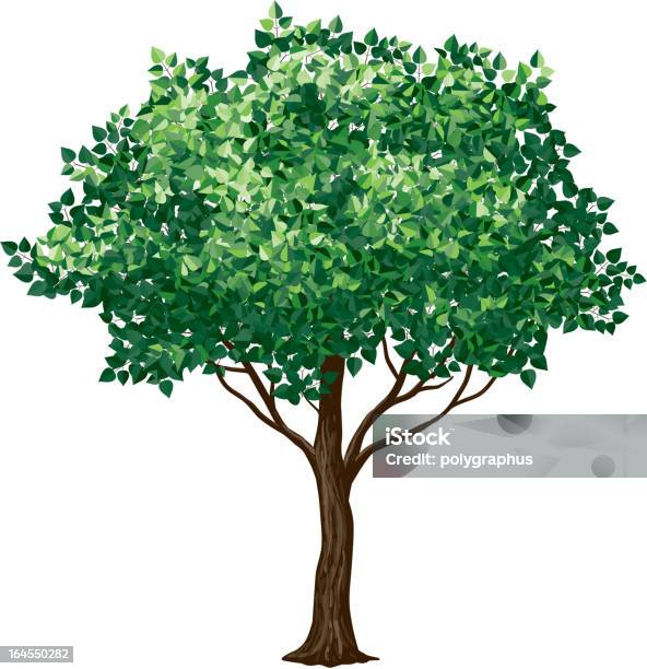 Drawing Of A Foliage Tree On White Background Stock Illustration - Download Image Now - Tree, Leaf, Vector