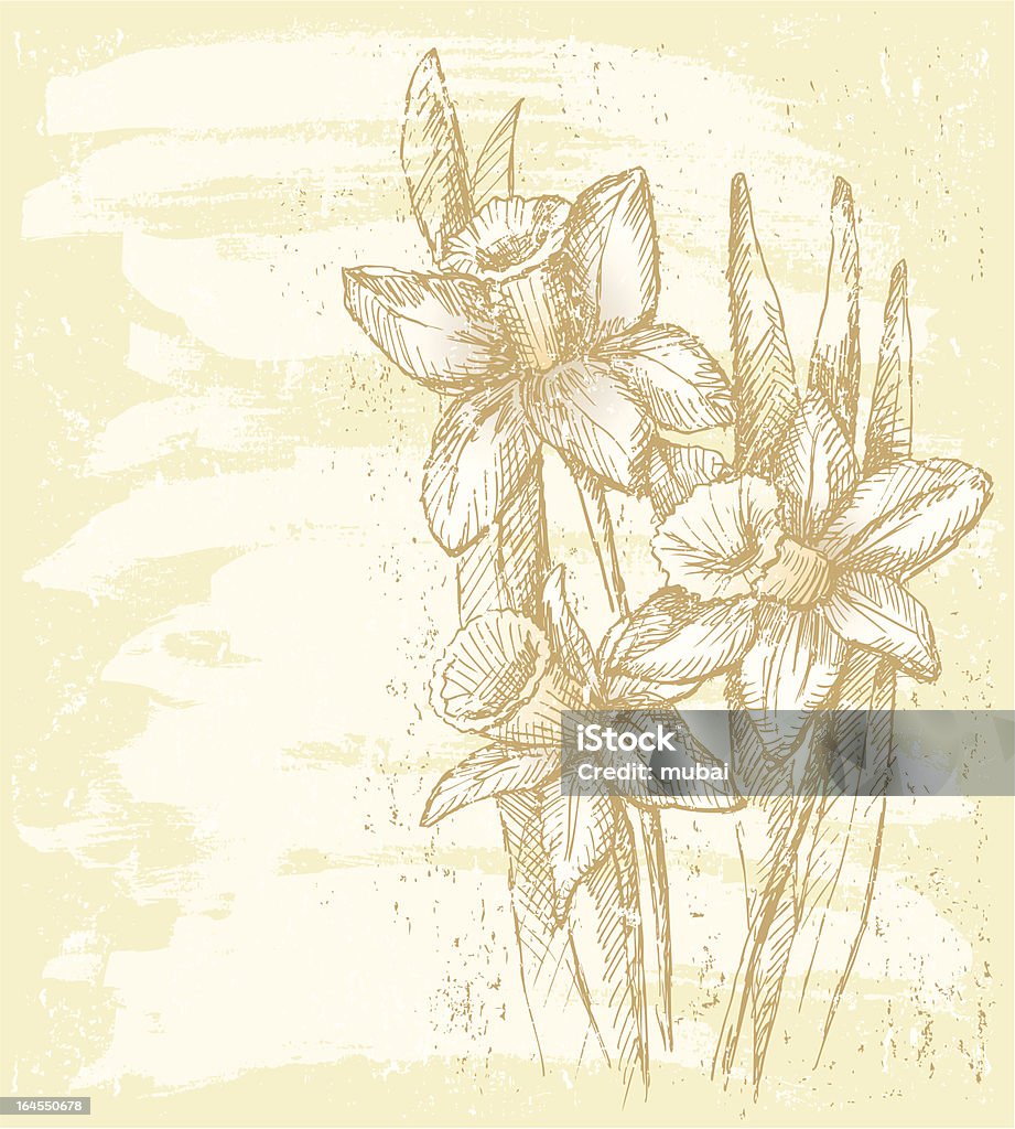 narcissuses - arte vectorial de Arreglo floral libre de derechos