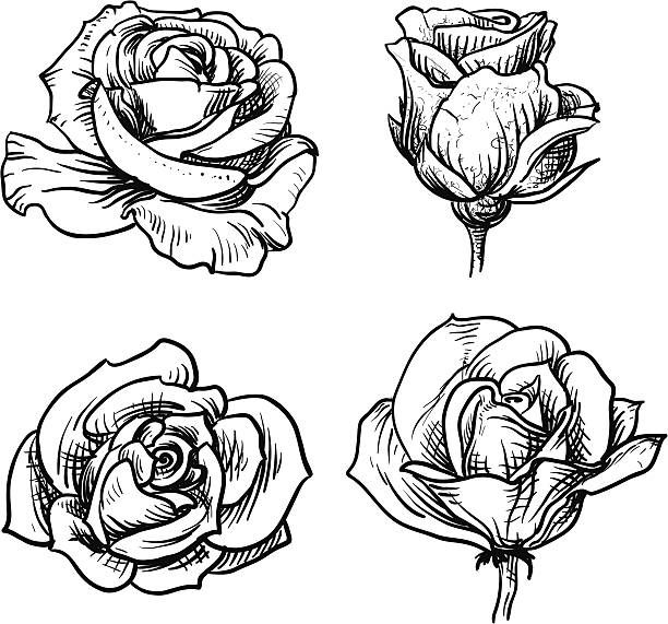 illustrations, cliparts, dessins animés et icônes de rose - floral pattern vector illustration and painting computer graphic