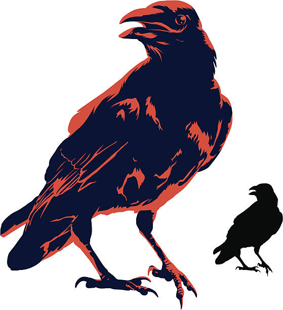 The Crow Crow illustration and silhouette. raven bird stock illustrations