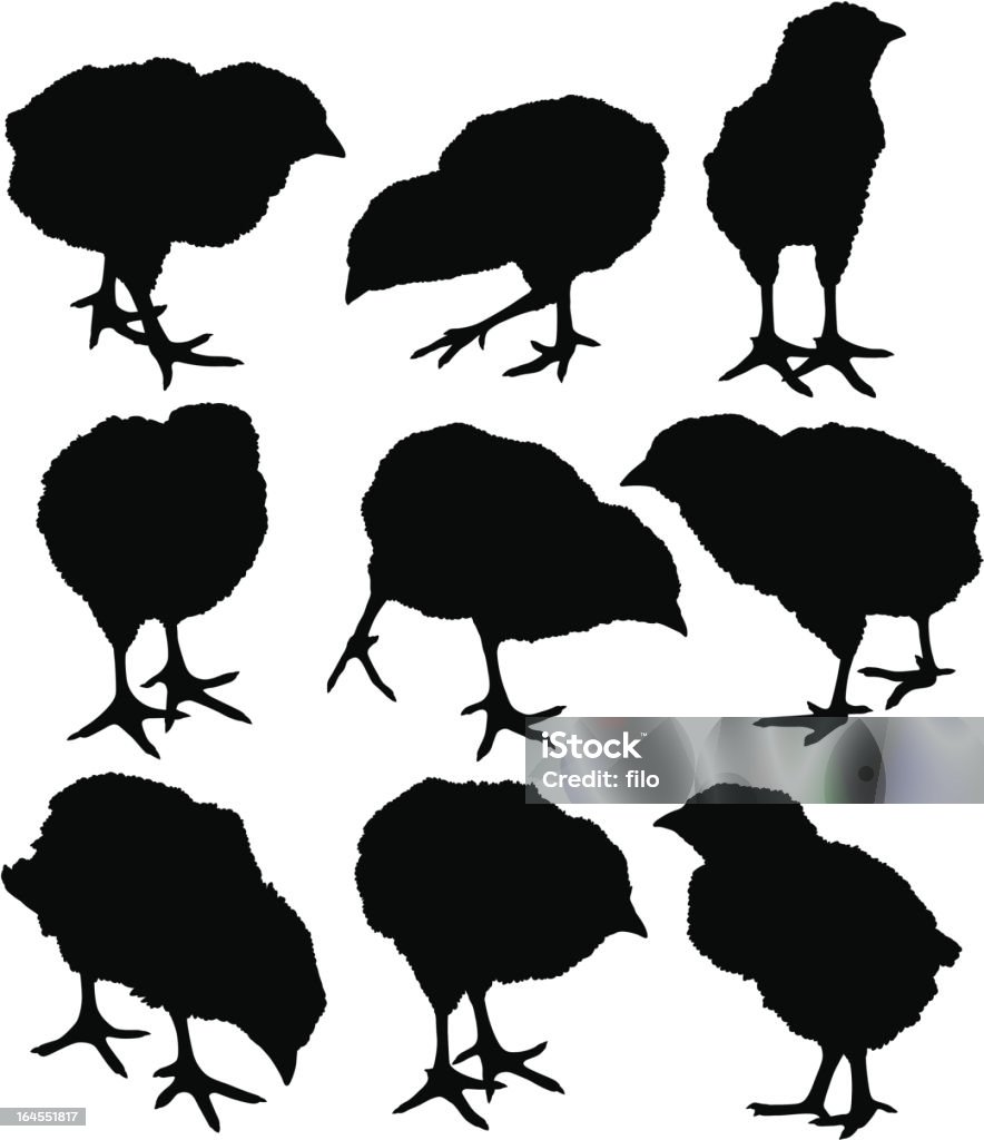 Baby Chicks Baby Chickens/Chick silhouettes. Baby Chicken stock vector