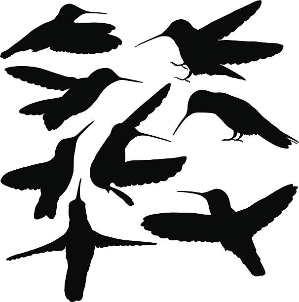 kolibry - flitting stock illustrations