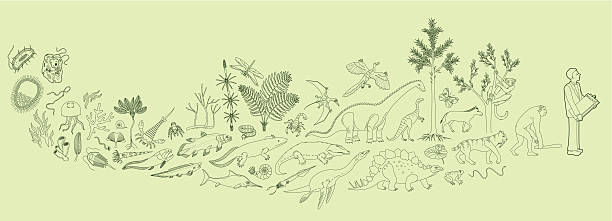 생물학 - trilobite stock illustrations