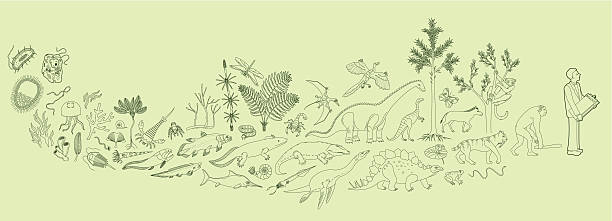 biologia - vertebrate stock illustrations