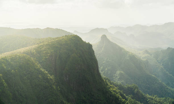 Beautiful view of Kauaeranga valley. Kauaeranga Kauri Trail, a majestic view with overcast skies and soft light hitting the top of peaks in the valley. coromandel peninsula stock pictures, royalty-free photos & images