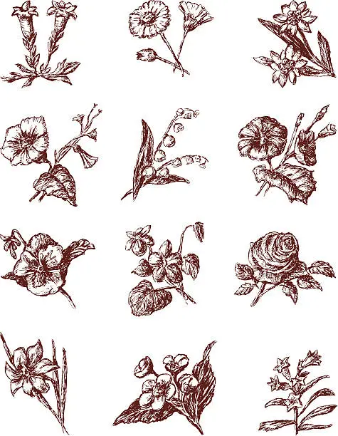 Vector illustration of Cultivated flowers