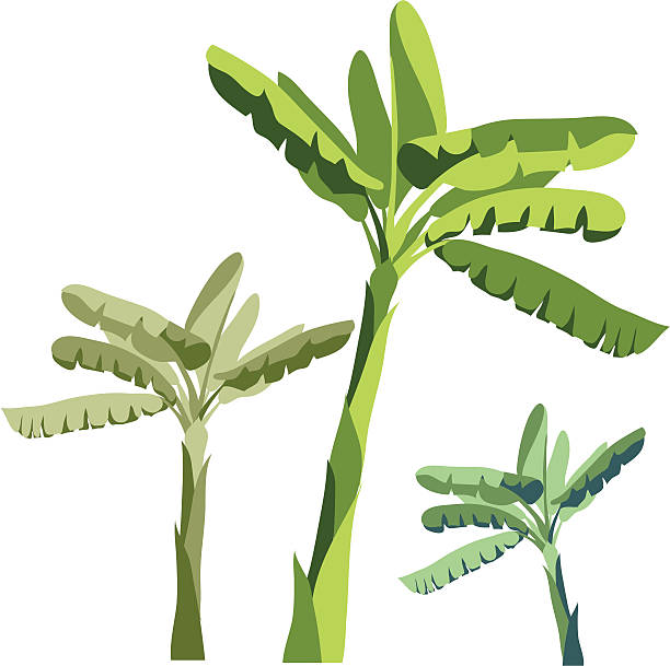 illustrations, cliparts, dessins animés et icônes de bananier - flower single flower leaf tree