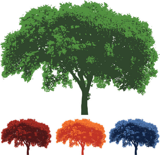 Seasonal Tree Silhouettes A silhouetted tree in seasonal colors. silhouette of a sycamore tree stock illustrations