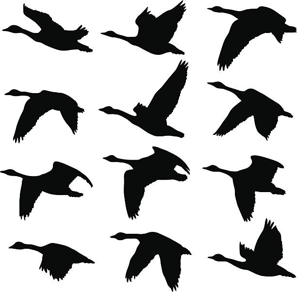 ilustrații de stoc cu siluete gâște canadiene - animal în sălbăticie