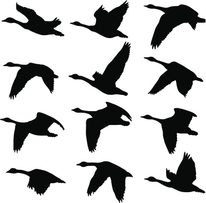 A collection of unique Canadian Goose silhouettes. 12 unique silhouettes