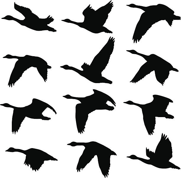 Canadian Geese Silhouettes A collection of unique Canadian Goose silhouettes. 12 unique silhouettes goose bird stock illustrations
